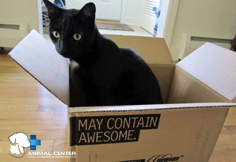 Perchè ai gatti piacciono le scatole.